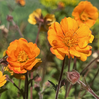 Geum 'Karlskaer'